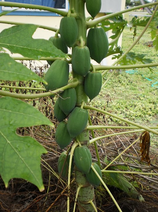 papaya 2.JPG - Papaya